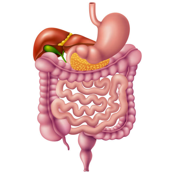 Lingkungan Usus sebagai Bagian dari Sistem Metabolisme Tubuh